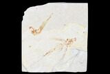 Cretaceous Fossil Flying Fish (Exocoetoides) Pos/Neg - Lebanon #173357-3